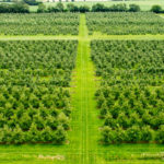 north_orchard
