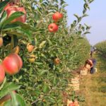 Apples harvesting