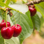 ripe red cherries and leaves on cherry tree