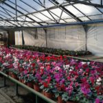 Flower greenhouse – Credit C. Arndt