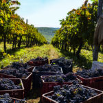 EIB Pioana Winery