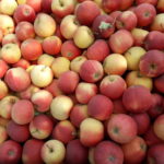 Rich harvest of Gala apples in Moldova – Credit C. Arndt