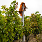 EIB Pioana Winery