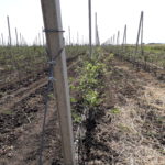 Superintensive apple orchard in Moldova – Credit C. Arndt